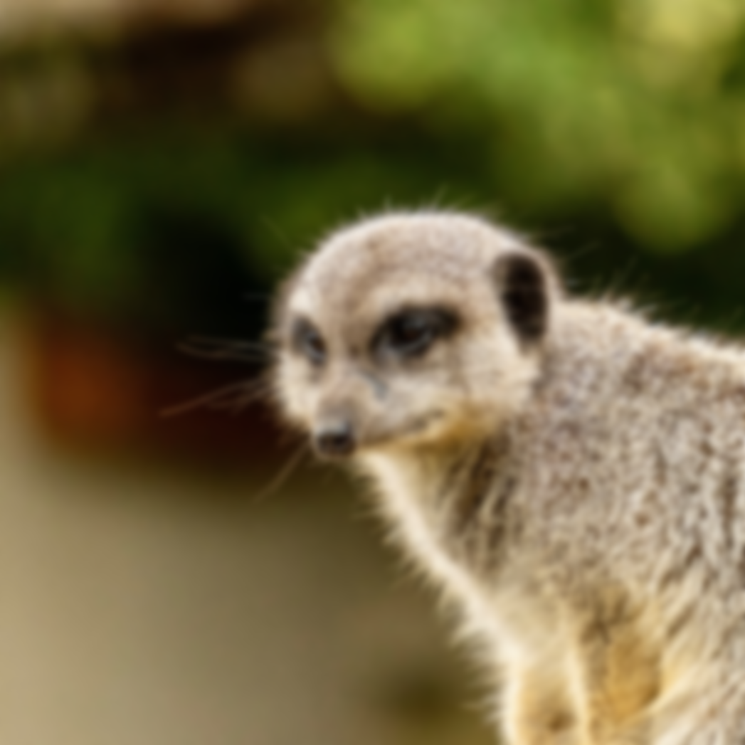 Portrait shot of a meerkat completely out of focus