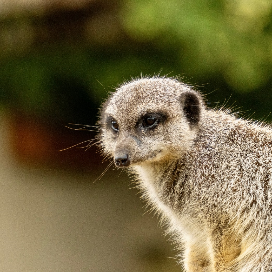 Portrait shot of a meerkat in perfect focus