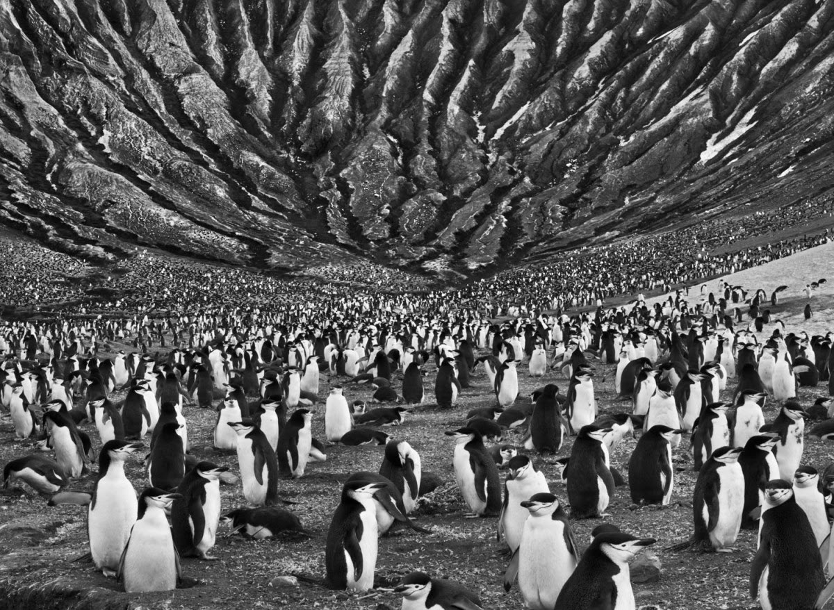 Sebastião Salgado Genesis - Penguins